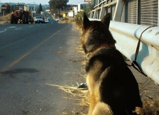 À 5 h 30 du matin, sur l’autoroute, en laissant derrière eux, ce chien a été trouvé avec une lettre cruelle…
