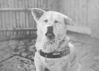 Chaque jour, à la même heure… Un chien attendait. Neuf années de fidélité, sans jamais comprendre que son maître ne reviendrait plus.